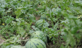 溧阳网红吃瓜事件,一场网络舆论的风暴与反思